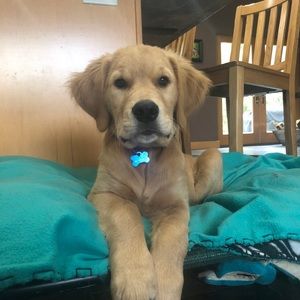 Meet your Posher, Cory